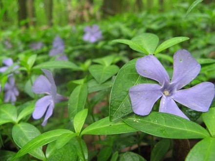 lapiradium_006_radeck