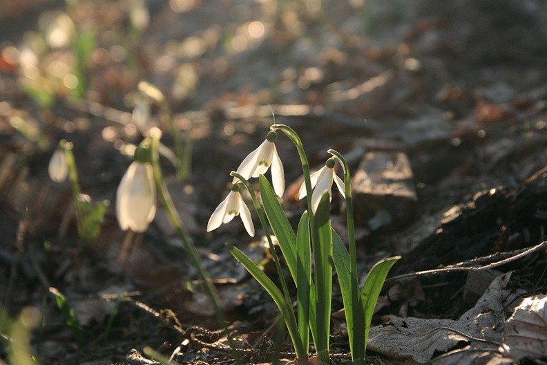 16-IMG 2991 -- <i>Galanthus nivalis</i>