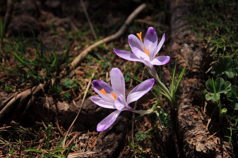 009-IMG 2552 -- Po wyjściu z lasu: <i>Crocus scepusiensis</i>